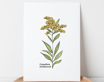 Canadian Goldenrod Flower Illustration | Unframed Art Print 4 Options Watercolor Antique Sketched Floral Accent Decor