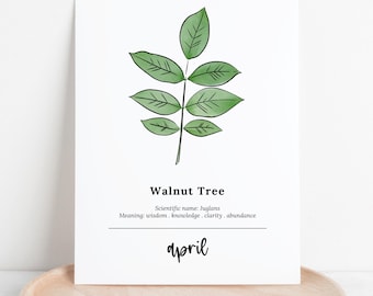 April Walnut Tree Birth Wood Printable | Sketch & Watercolor Art