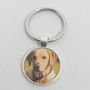 May include: A silver key chain with a round photo charm featuring a golden retriever dog. The dog is looking directly at the camera with a serious expression.