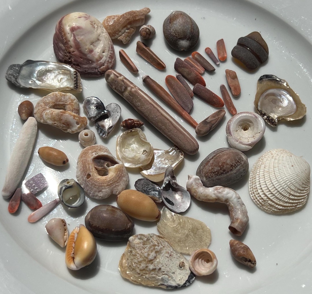 50 Sea Shell Urchin Spine Pieces // Hand Picked in Hawaii // Unique ...