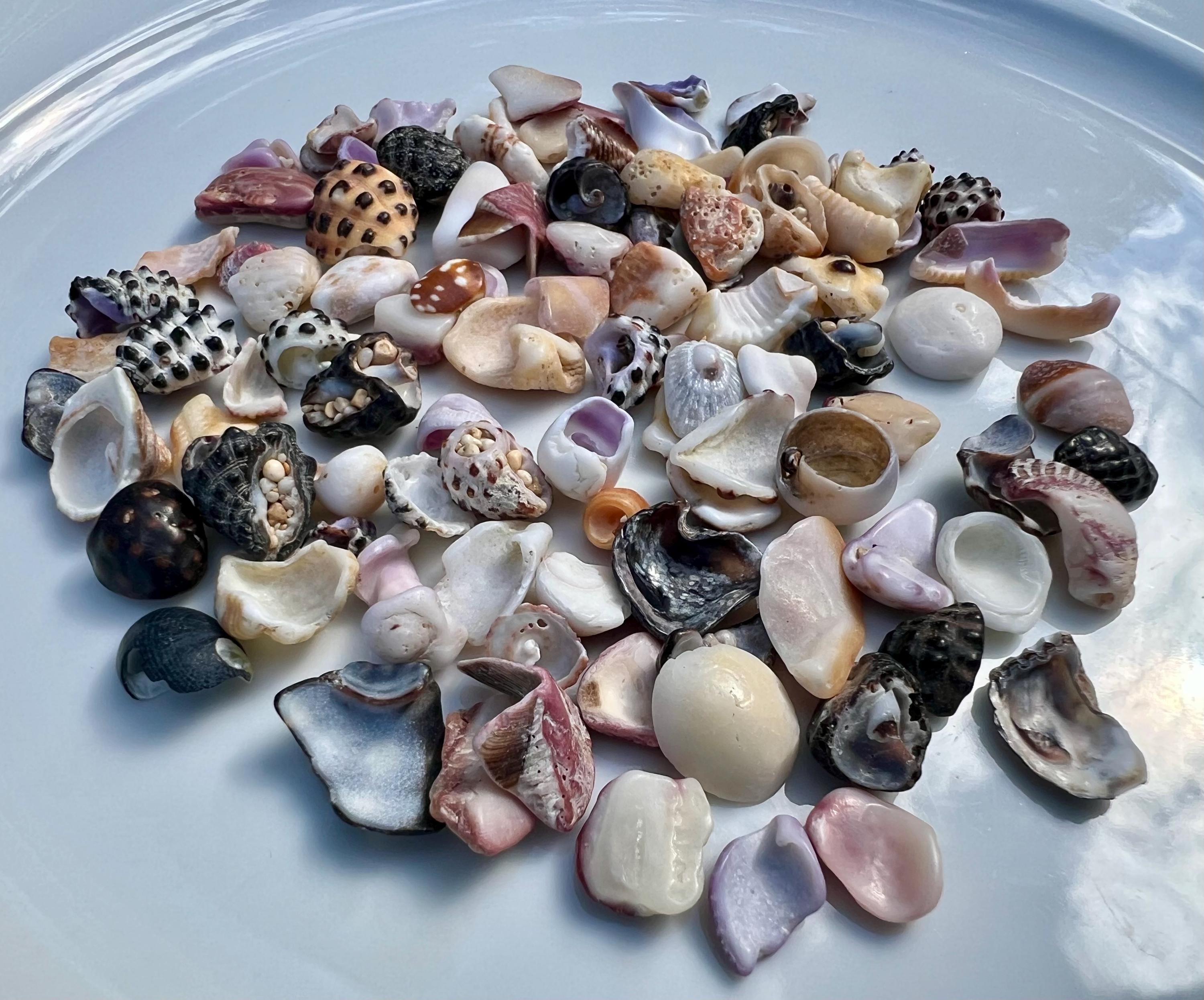 100 Small Sea Shell Pieces and Parts // Hand Picked in Hawaii // Unique ...