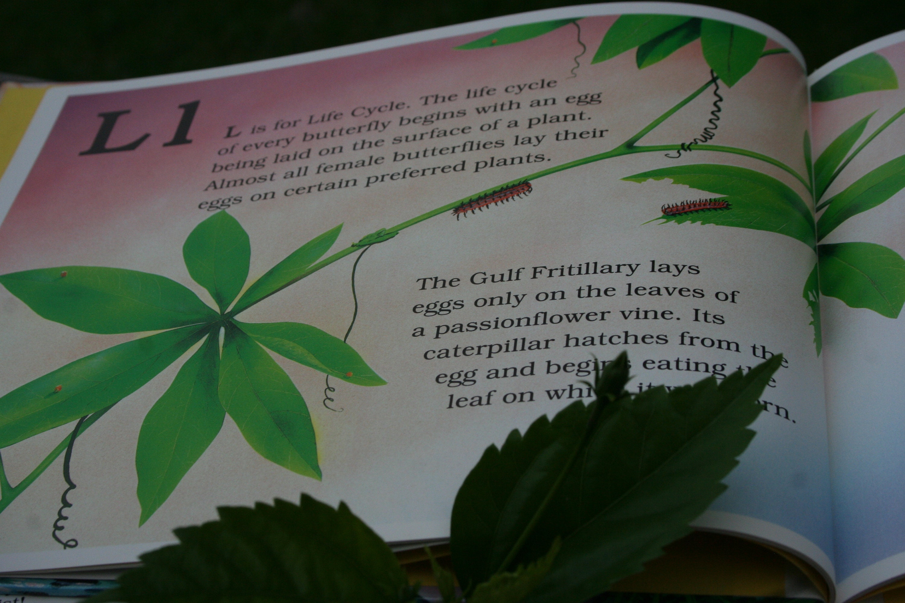 The Butterfly Alphabet Book by Brian Cassie and Jerry Etsy