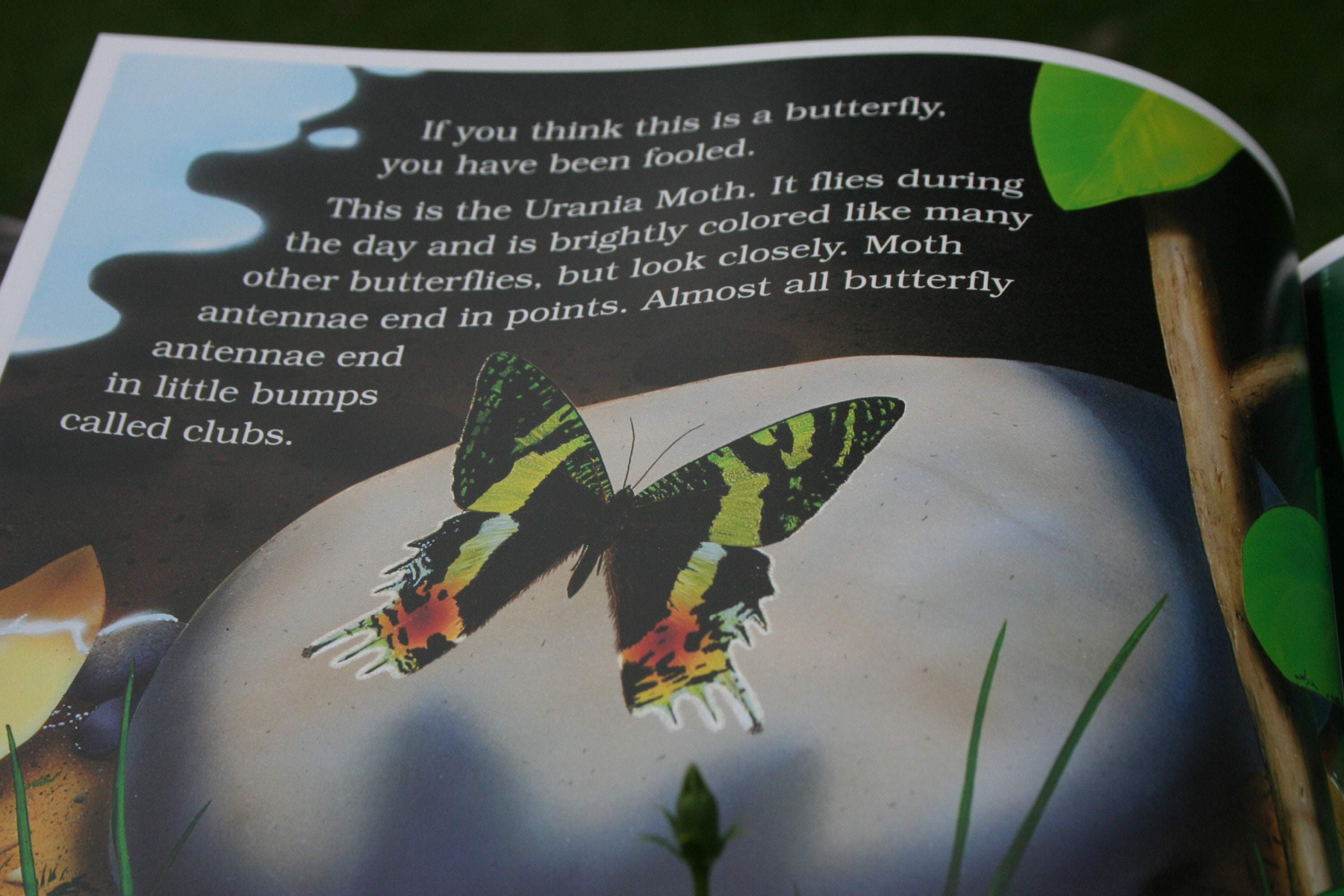 The Butterfly Alphabet Book by Brian Cassie and Jerry Etsy