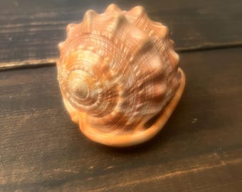 Vintage Cypraecassis rufa  Red Helmet Shell or Bullmouth Shell Sea shell