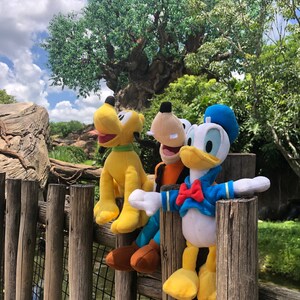 May include: Three plush Disney characters, Pluto, Goofy, and Donald Duck, are sitting on a wooden fence. The characters are looking up at a large tree in the background.