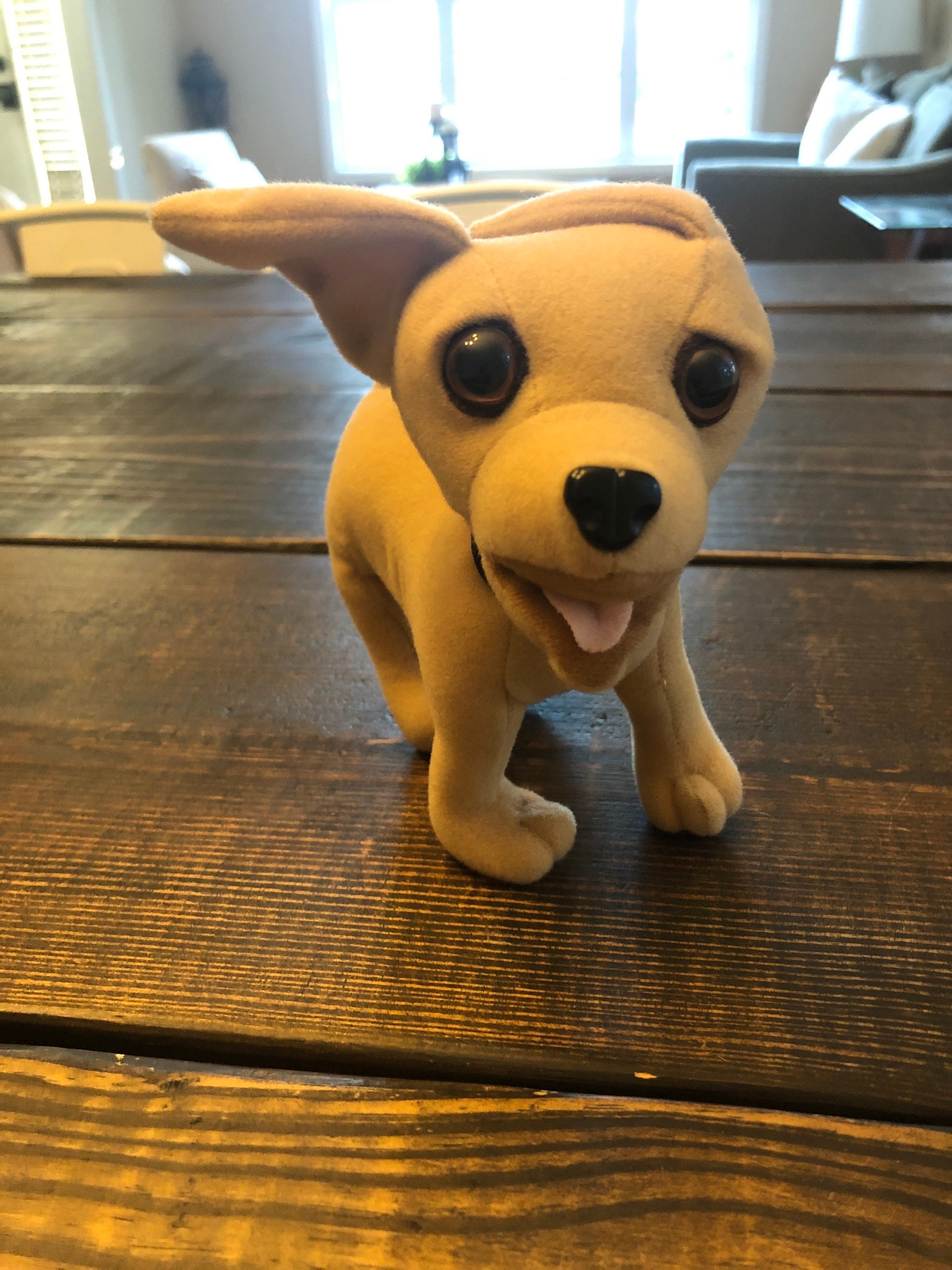 Taco bell talking chihuahua dog top