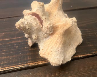 Vintage natural Queen Conch seashell