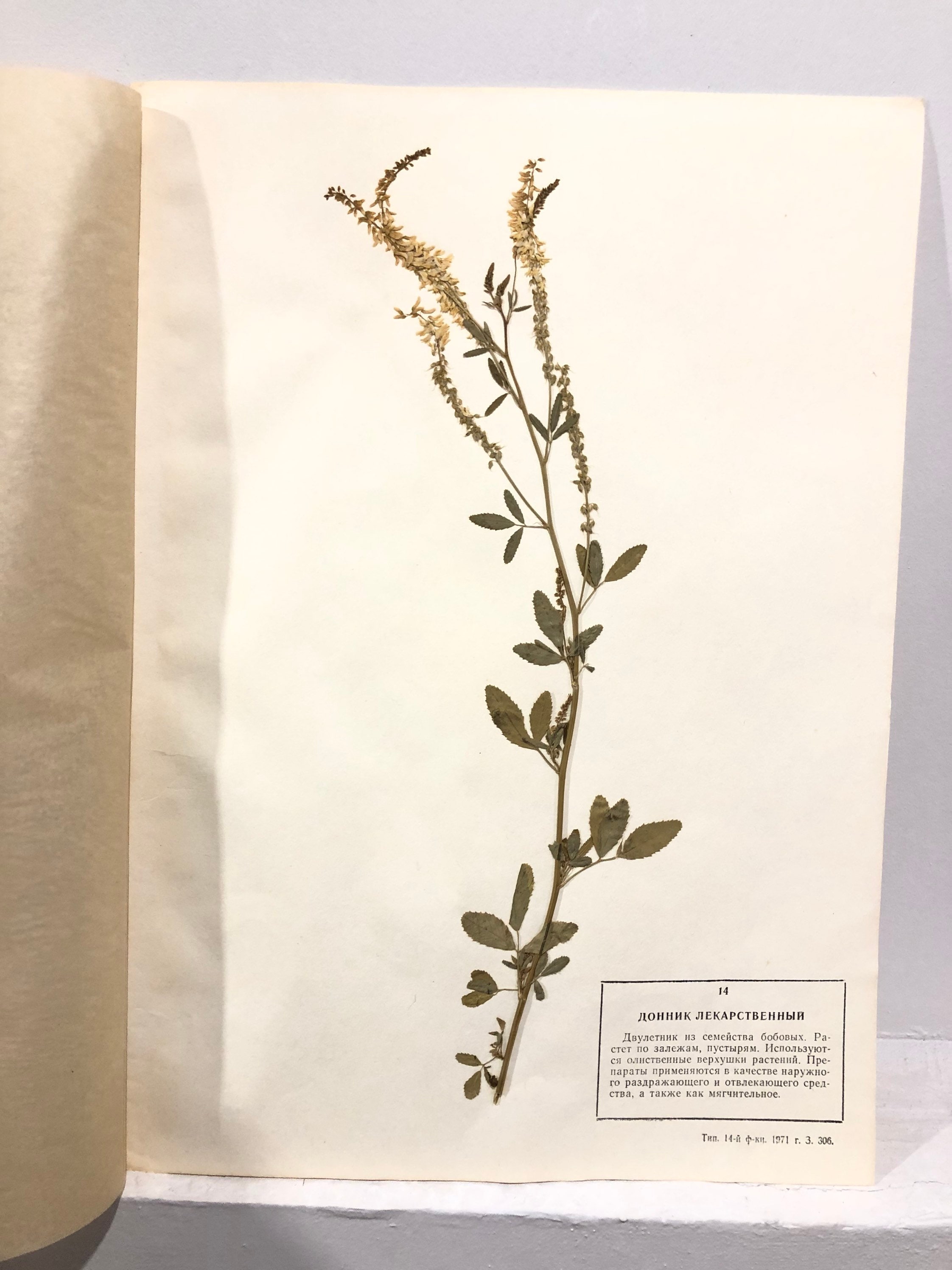Blank Vintage Scrapbook Herbarium Mockup Empty Stock Photo 557486179