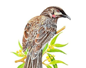 Original watercolour painting of Red Wattlebird (A4), Australian bird