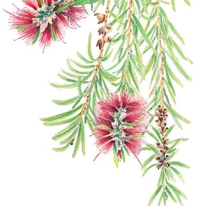 Bottlebrush botanical print A5, 10x8, A4, 14x11, A3 Australian native flower wall art gift for nature lover image 5