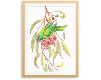 Australian native bird print: musk lorikeet & eucalyptus flowers; nature wall art