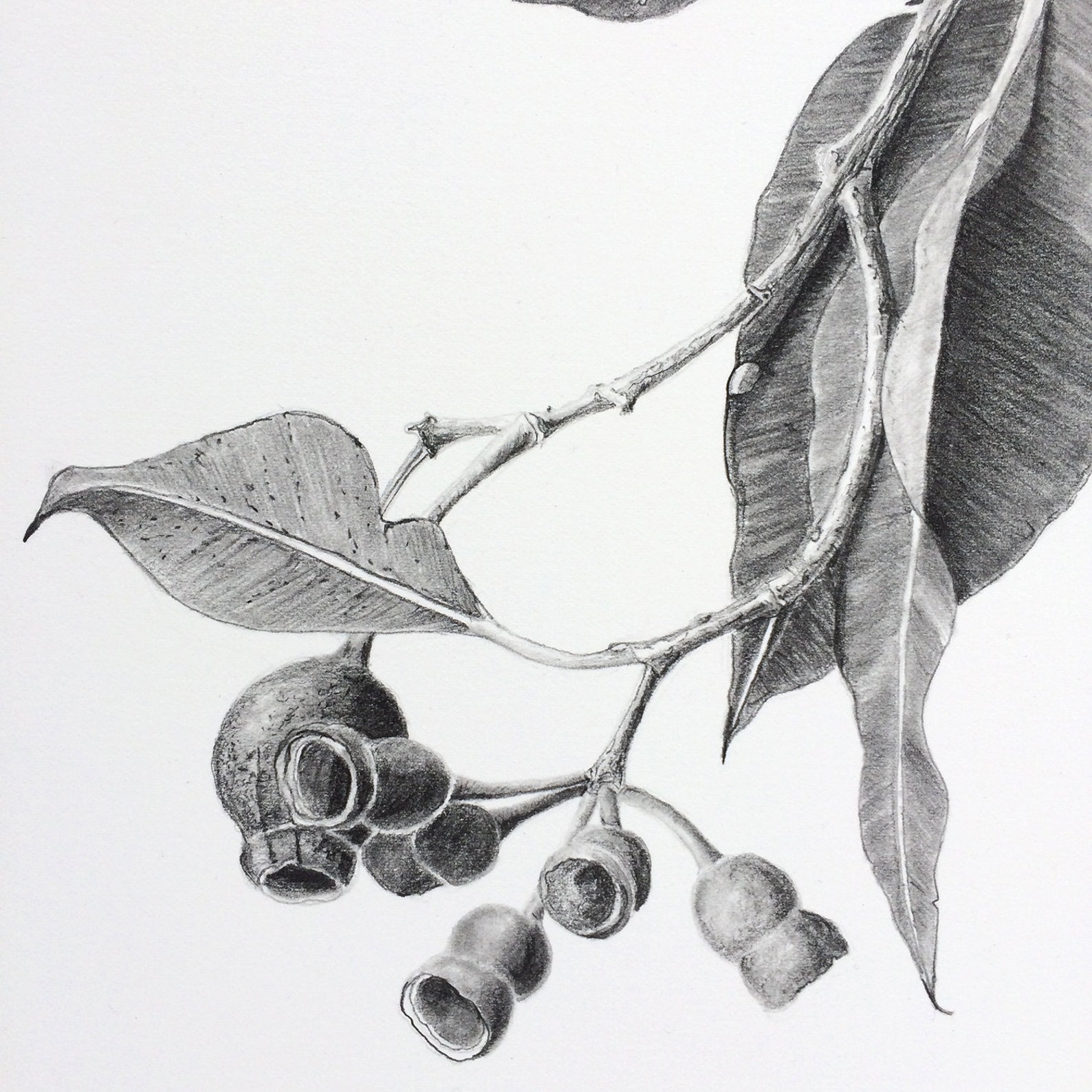 Gumnuts Original Drawing 10x8 Gum Tree Branch Graphite Pencil Etsy