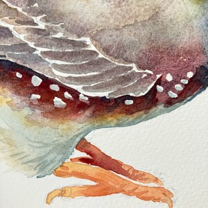 Zebra Finch original watercolour painting 7x10 inches, Australian bird illustration image 3