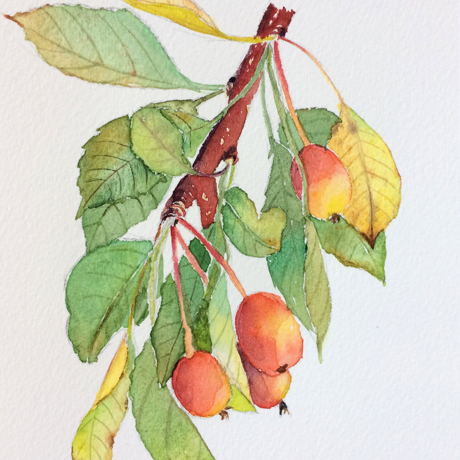 Crab Apple tree branch watercolor painting 7x5 inches Etsy