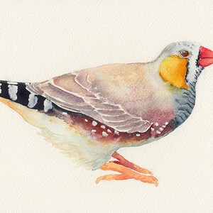 Zebra Finch original watercolour painting 7x10 inches, Australian bird illustration image 5