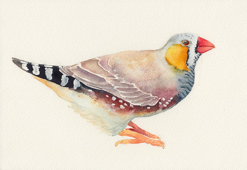 Zebra Finch original watercolour painting 7x10 inches, Australian bird illustration image 5