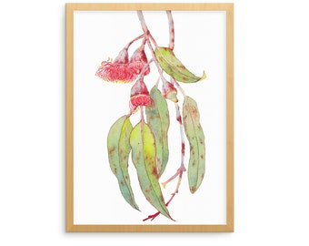 Flowering Eucalyptus wall art print A5, 10x8, A4, 14x11, A3; botanical watercolour illustration; Australian gift; Eucalyptus Caesia