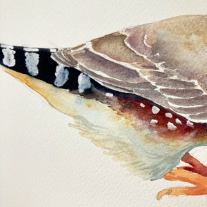 Zebra Finch original watercolour painting 7x10 inches, Australian bird illustration image 4
