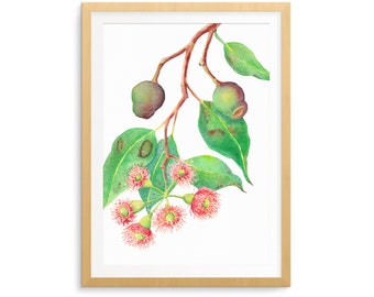 Red Flowering Gum wall art print A5, 10x8, A4, 14x11, A3; Australian botanical watercolour illustration of Eucalyptus branch with gumnuts