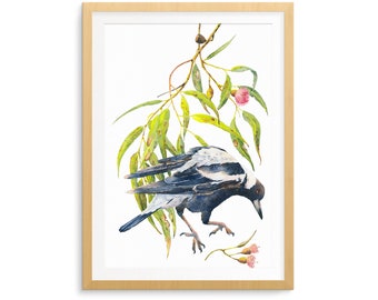 Jump - Australian Magpie and flowering Eucalyptus art print (A5, A4 or A3)