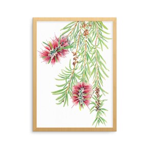 Bottlebrush botanical print A5, 10x8, A4, 14x11, A3 Australian native flower wall art gift for nature lover image 1