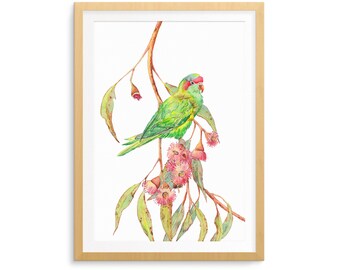 Australian bird print: musk lorikeet & eucalyptus flowers; nature wall art