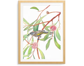 Australian nature print: New Holland Honeyeater and flowering Hakea Laurina