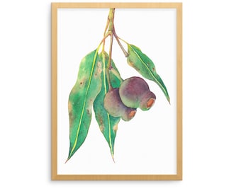 Gumnut print; eucalyptus wall art; Australian native plant botanical watercolour print