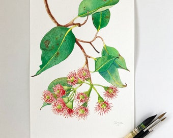 Original watercolor painting A4 of Red Flowering Gum; Australian flora