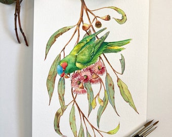 Australian parrot original watercolor painting A4: green musk Lorikeet and pink flowering eucalyptus