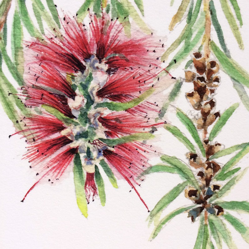 Bottlebrush botanical print A5, 10x8, A4, 14x11, A3 Australian native flower wall art gift for nature lover image 7