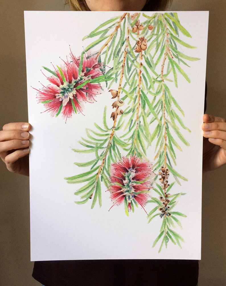 Bottlebrush botanical print A5, 10x8, A4, 14x11, A3 Australian native flower wall art gift for nature lover image 3
