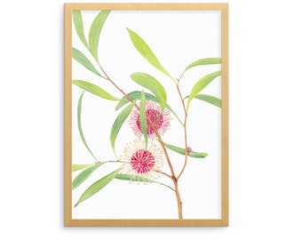 Pincushion Hakea print A5, A4, A3, 10x8 and 14x11; Australian native flora botanical watercolour wall art