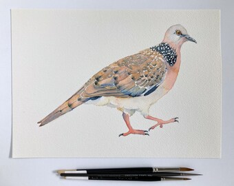 Original bird painting of Spotted Dove; wildlife watercolour art A4