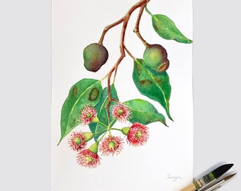 Original eucalyptus painting A4; botanical watercolour of Red Flowering Gum