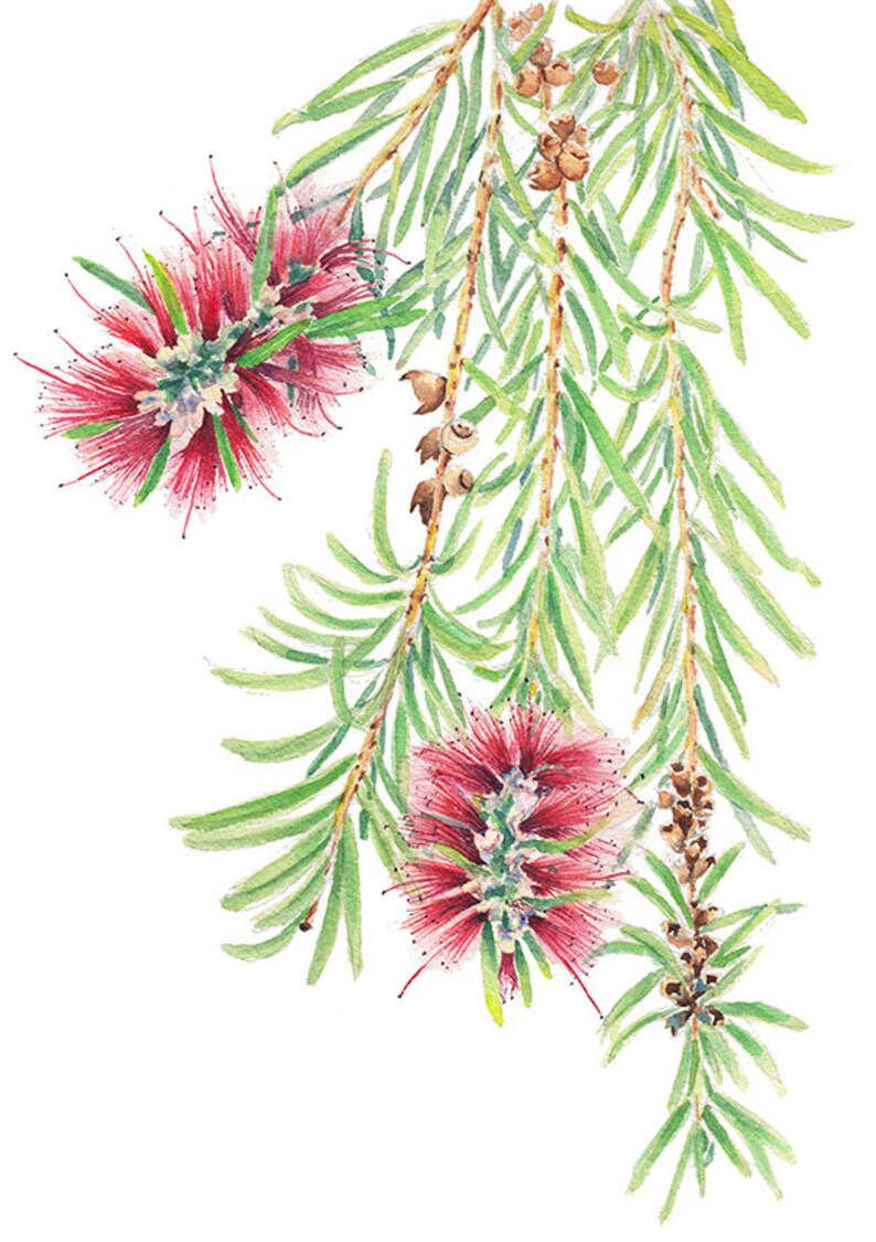 Bottlebrush botanical print A5, 10x8, A4, 14x11, A3 Australian native flower wall art gift for nature lover image 5