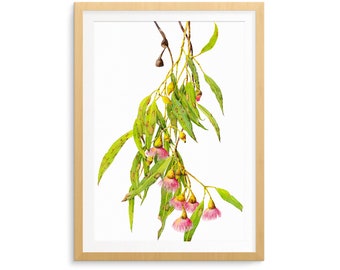 Eucalyptus botanical print A5, A4 or A3; watercolour wall art of Australian native flora