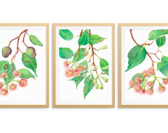 Red Flowering Gum set of 3 prints A5, 10x8, A4, 14x11 or A3; Australian native eucalyptus; botanical wall art set