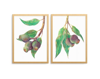 Gumnuts wall art set of 2; Australian nature prints A5, 10x8, A4; botanical watercolour