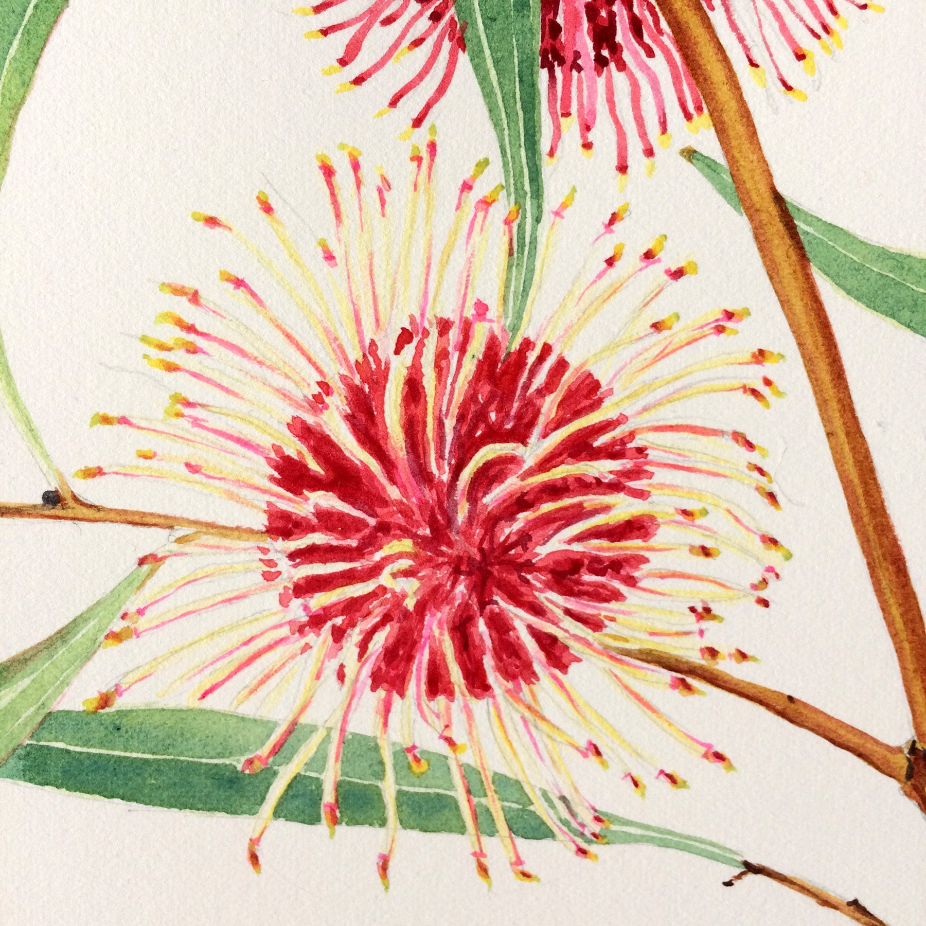 Pincushion Hakea watercolour painting 11x14 inches original Etsy