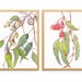 see more listings in the Australian Flora Prints section