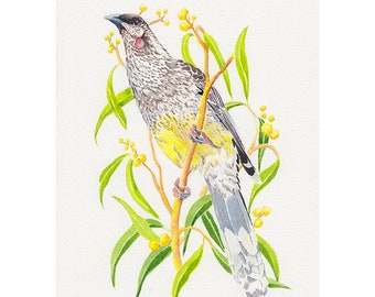 Original bird painting of Red Wattlebird and yellow wattle flowers (A4), Australian nature
