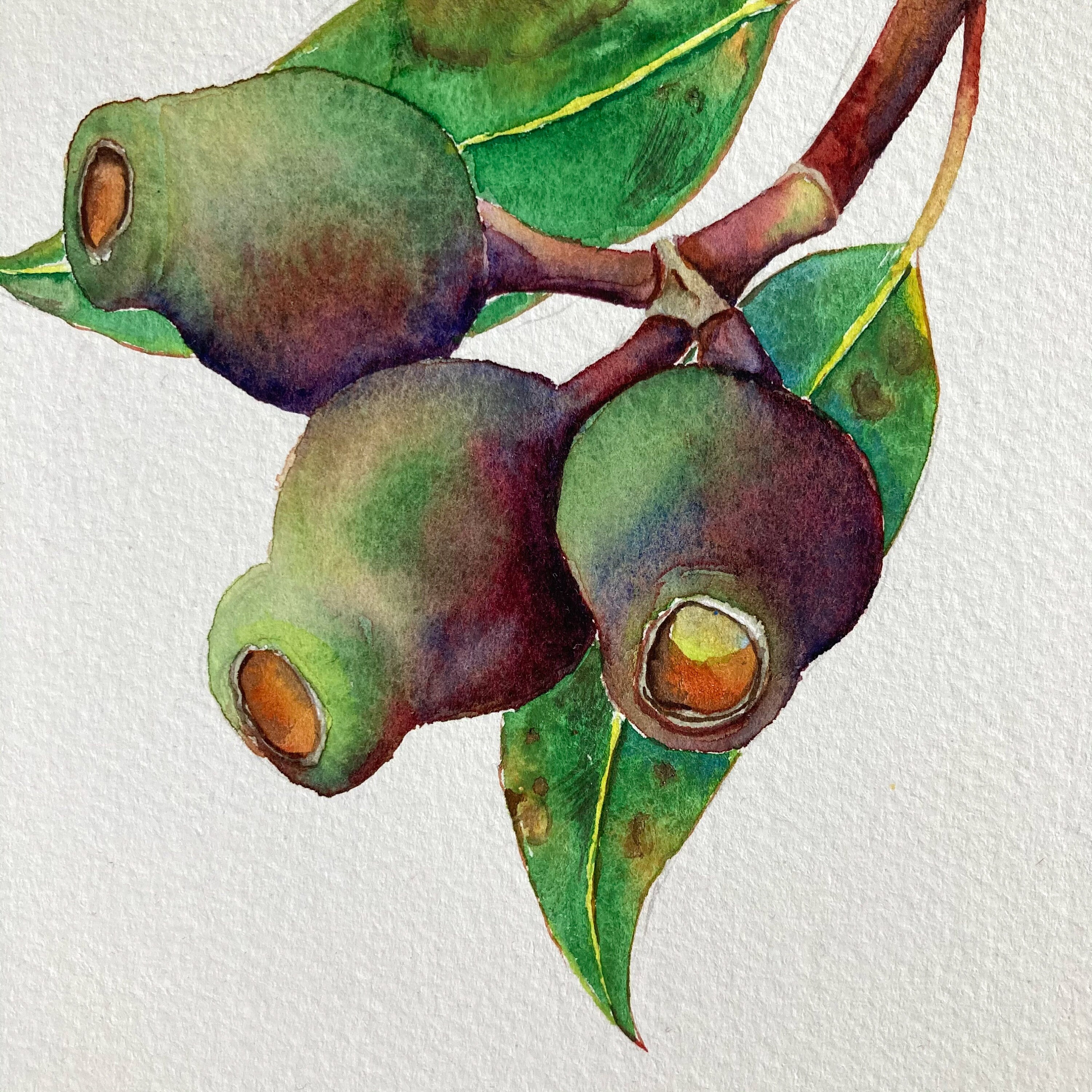 Gumnuts original watercolour painting on paper 8x6 inches Etsy