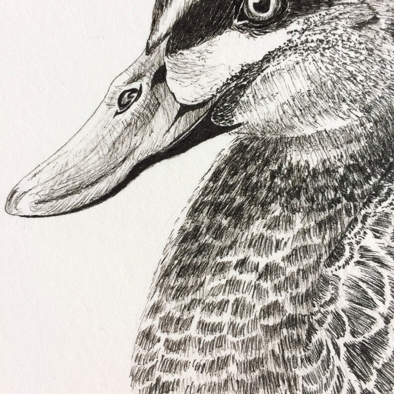 Original Pen and Ink Bird Drawing of a Duck Monochrome Art Etsy Australia