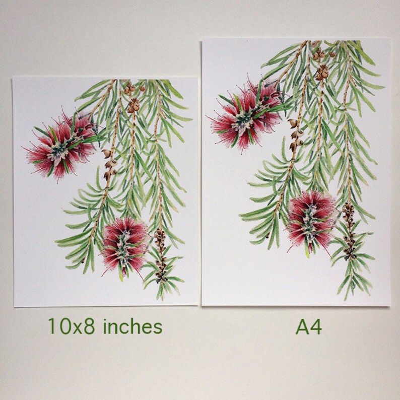 Bottlebrush botanical print A5, 10x8, A4, 14x11, A3 Australian native flower wall art gift for nature lover image 8