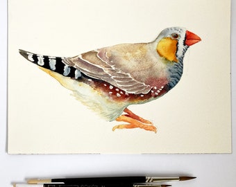 Zebra Finch original watercolour painting 7x10 inches, Australian bird illustration
