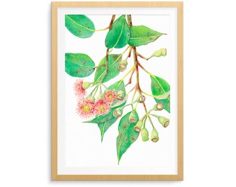 Red Flowering Gum wall art print A5, 10x8, A4, 14x11, A3; Australian botanical watercolour illustration of Eucalyptus branch