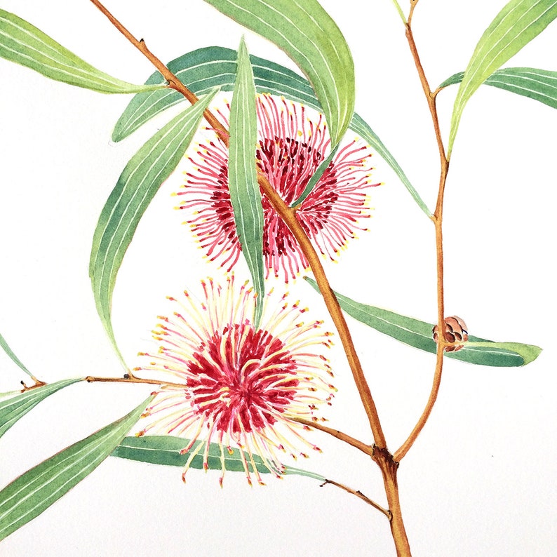 Pincushion Hakea Watercolour Painting 11x14 Inches Original Etsy