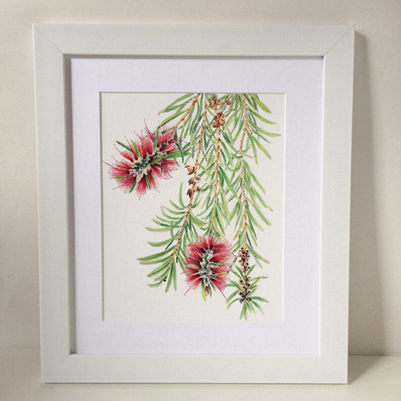 Bottlebrush botanical print A5, 10x8, A4, 14x11, A3 Australian native flower wall art gift for nature lover image 9