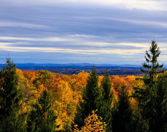 May include: A panoramic view of a forest in autumn with a mix of yellow, orange, and green trees. The trees are in the foreground, with a distant view of a valley and hills in the background. The sky is a light blue with white clouds.